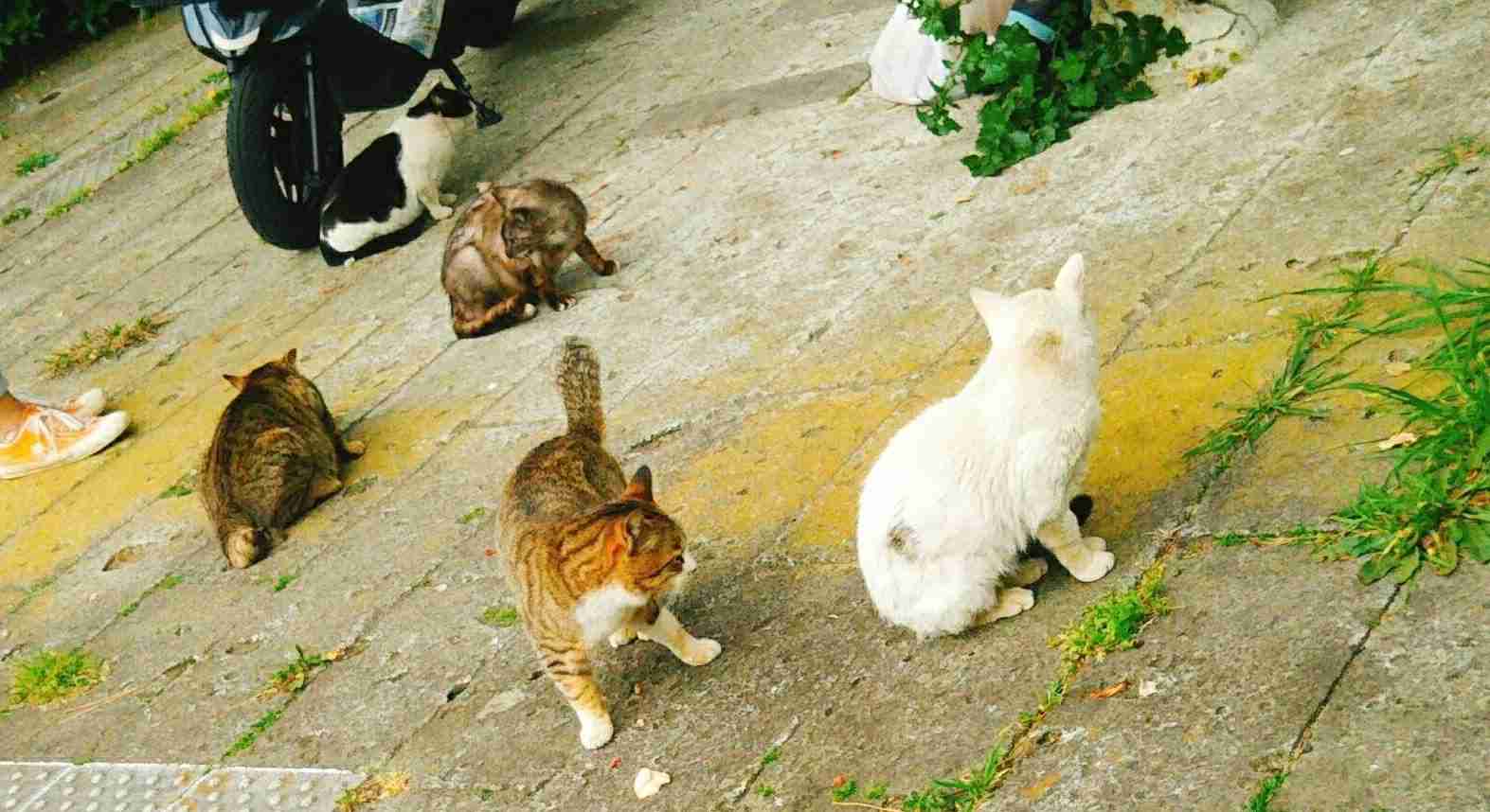 がるちゃん猫カフェ86号店開店しました♫(初めての方も大歓迎♫)