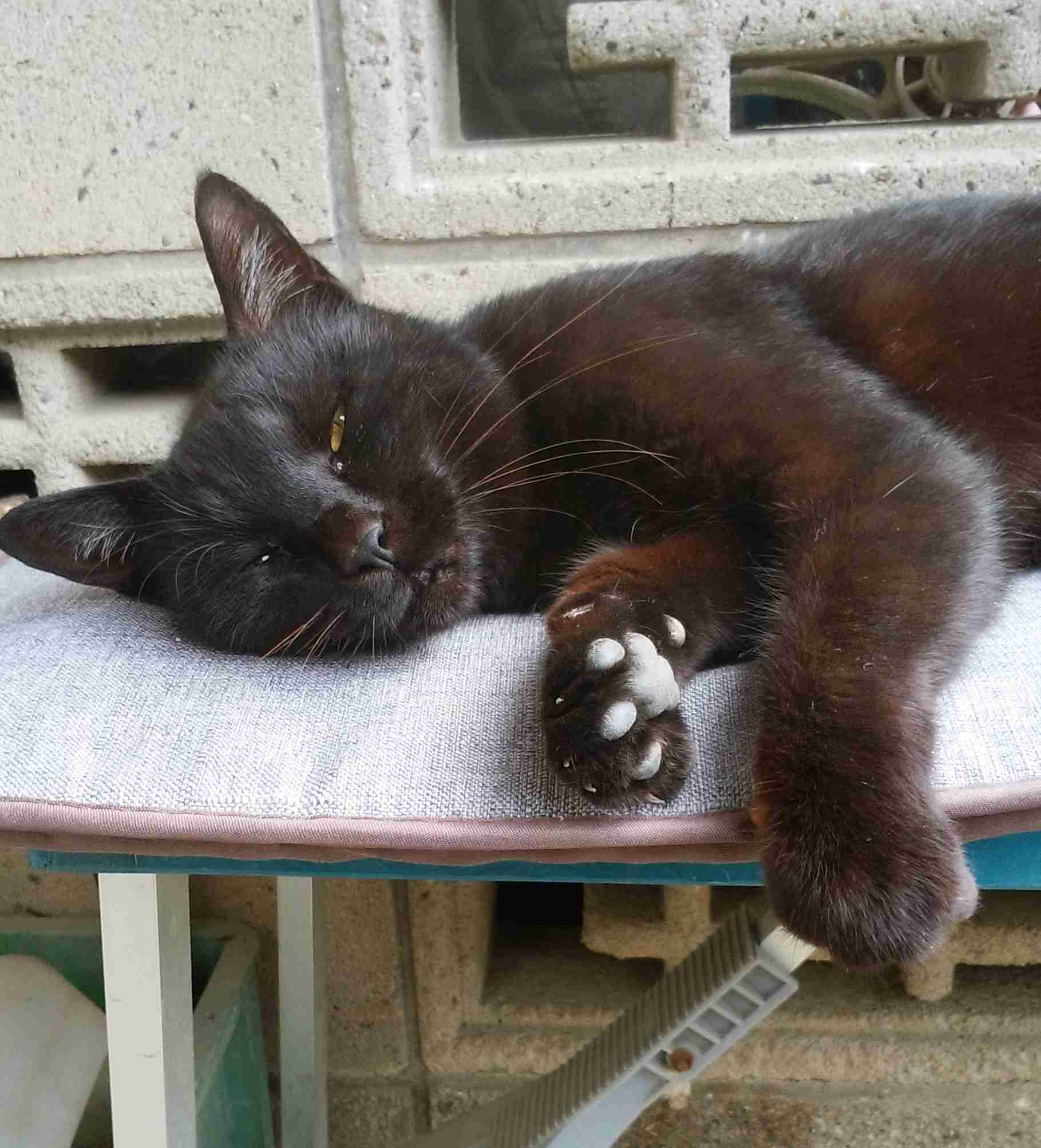 がるちゃん猫カフェ86号店開店しました♫(初めての方も大歓迎♫)