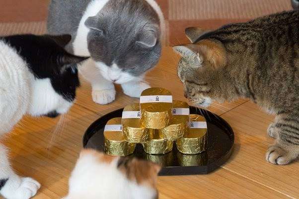 がるちゃん猫カフェ86号店開店しました♫(初めての方も大歓迎♫)
