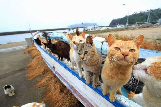 がるちゃん猫カフェ86号店開店しました♫(初めての方も大歓迎♫)