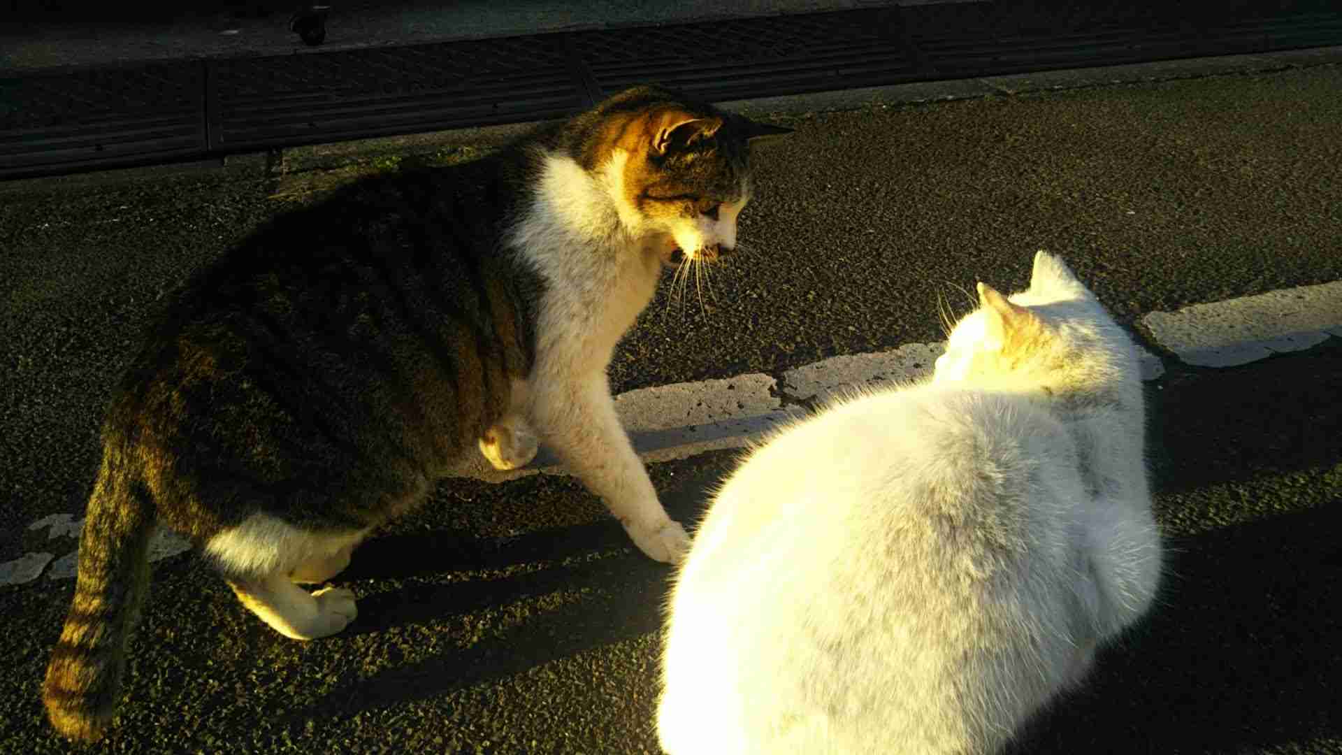 がるちゃん猫カフェ86号店開店しました♫(初めての方も大歓迎♫)