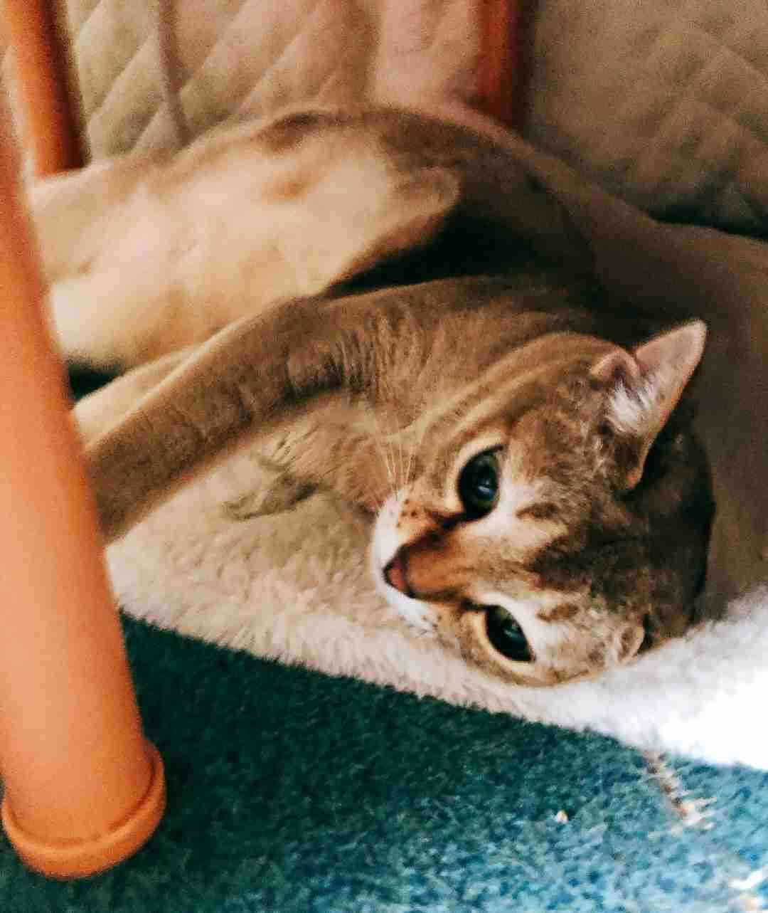がるちゃん猫カフェ86号店開店しました♫(初めての方も大歓迎♫)