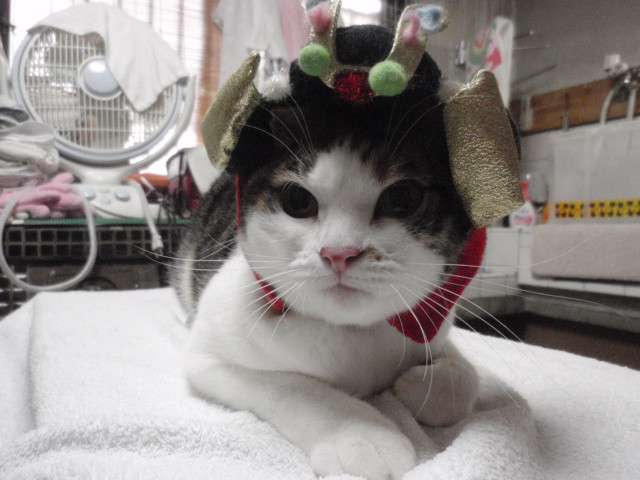 がるちゃん猫カフェ86号店開店しました♫(初めての方も大歓迎♫)