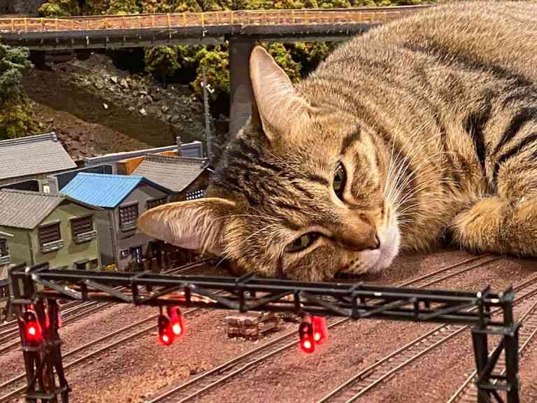 がるちゃん猫カフェ86号店開店しました♫(初めての方も大歓迎♫)