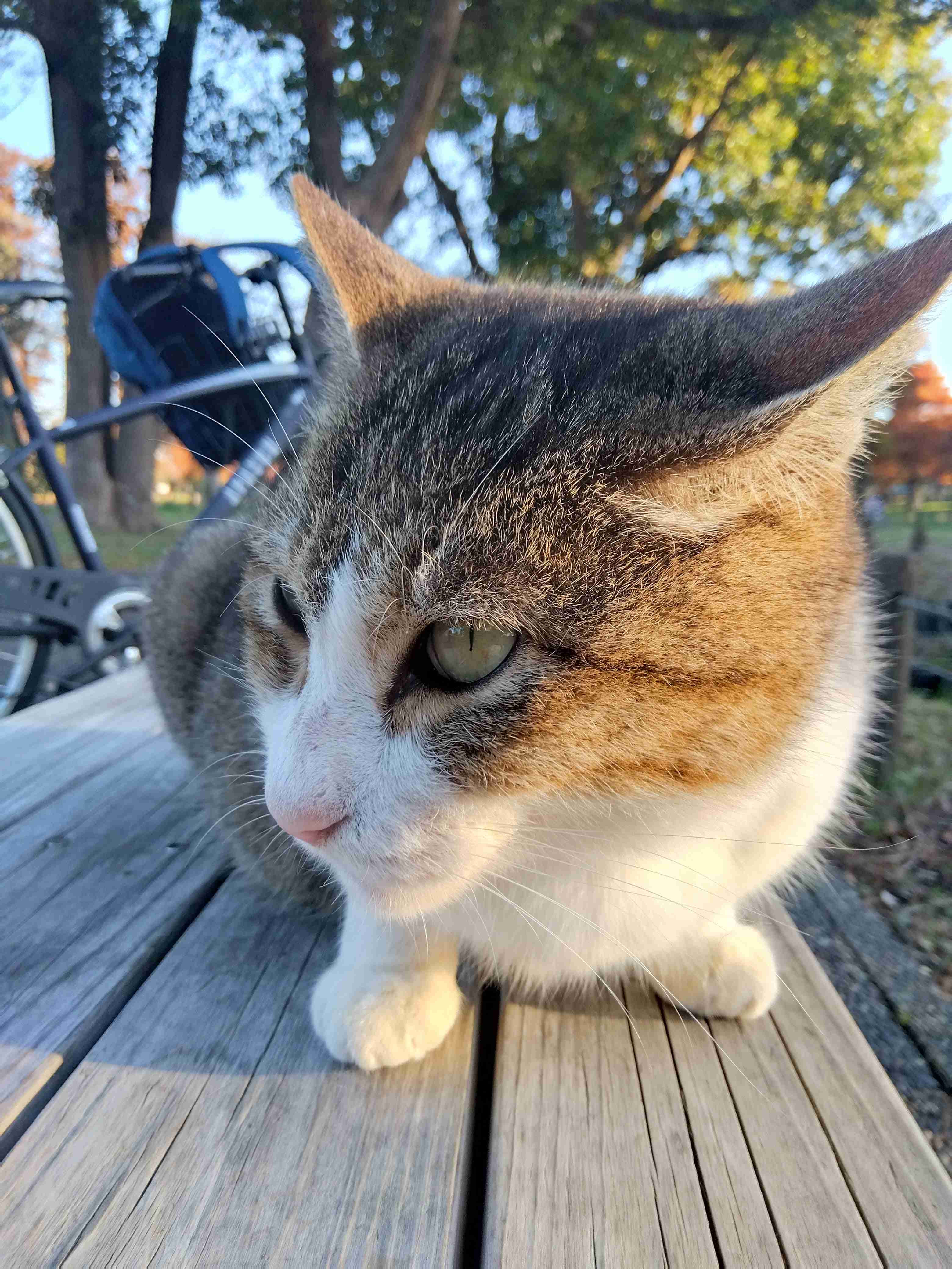 がるちゃん猫カフェ86号店開店しました♫(初めての方も大歓迎♫)