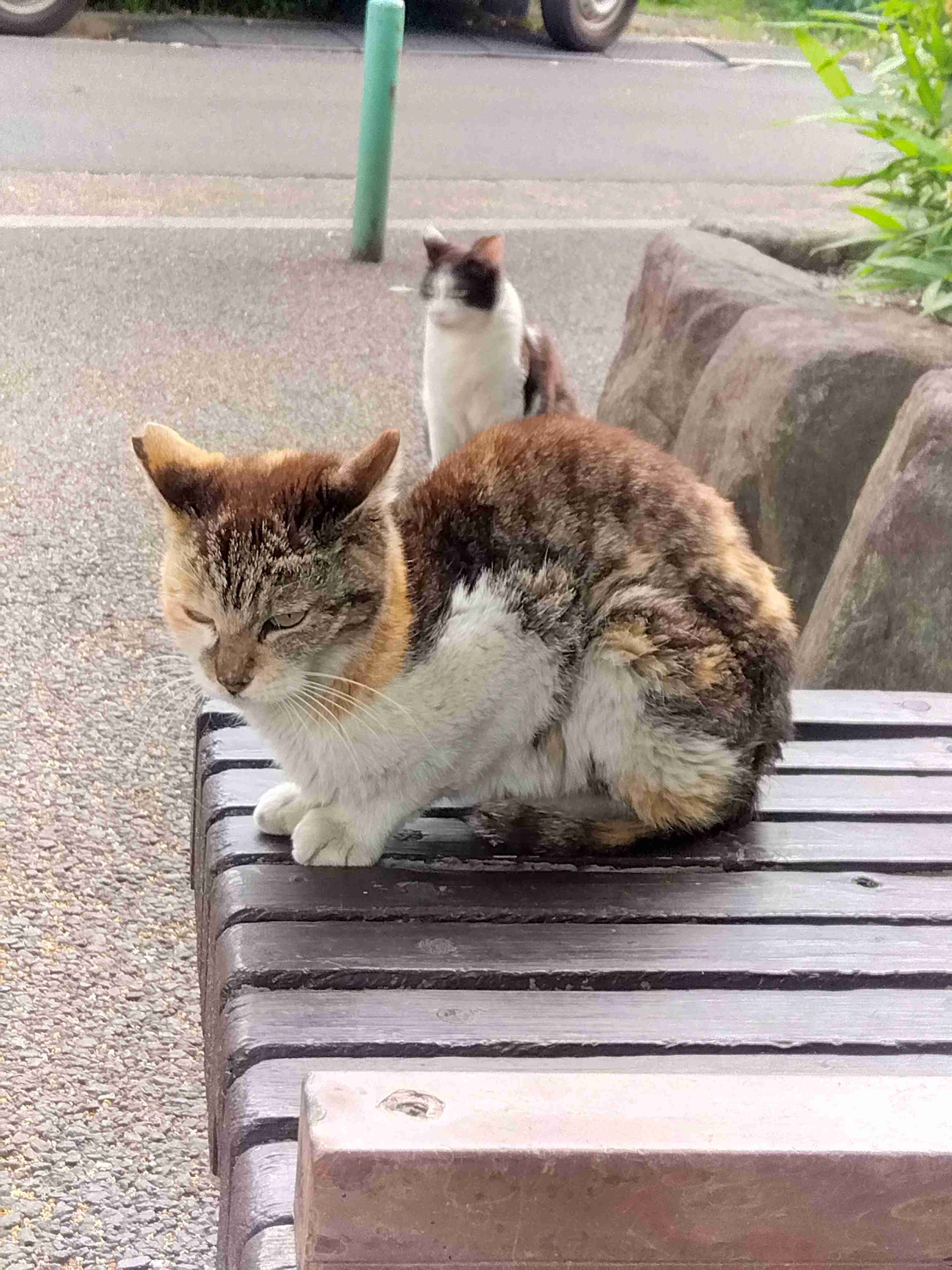 がるちゃん猫カフェ86号店開店しました♫(初めての方も大歓迎♫)