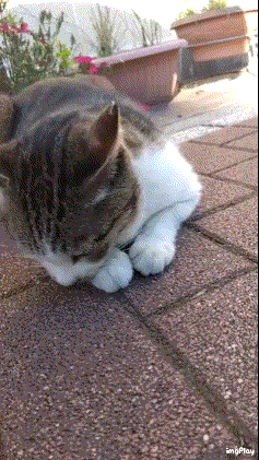 がるちゃん猫カフェ86号店開店しました♫(初めての方も大歓迎♫)