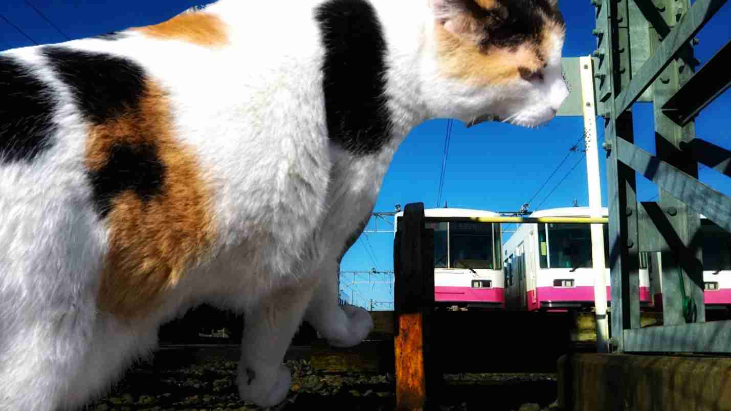 がるちゃん猫カフェ86号店開店しました♫(初めての方も大歓迎♫)