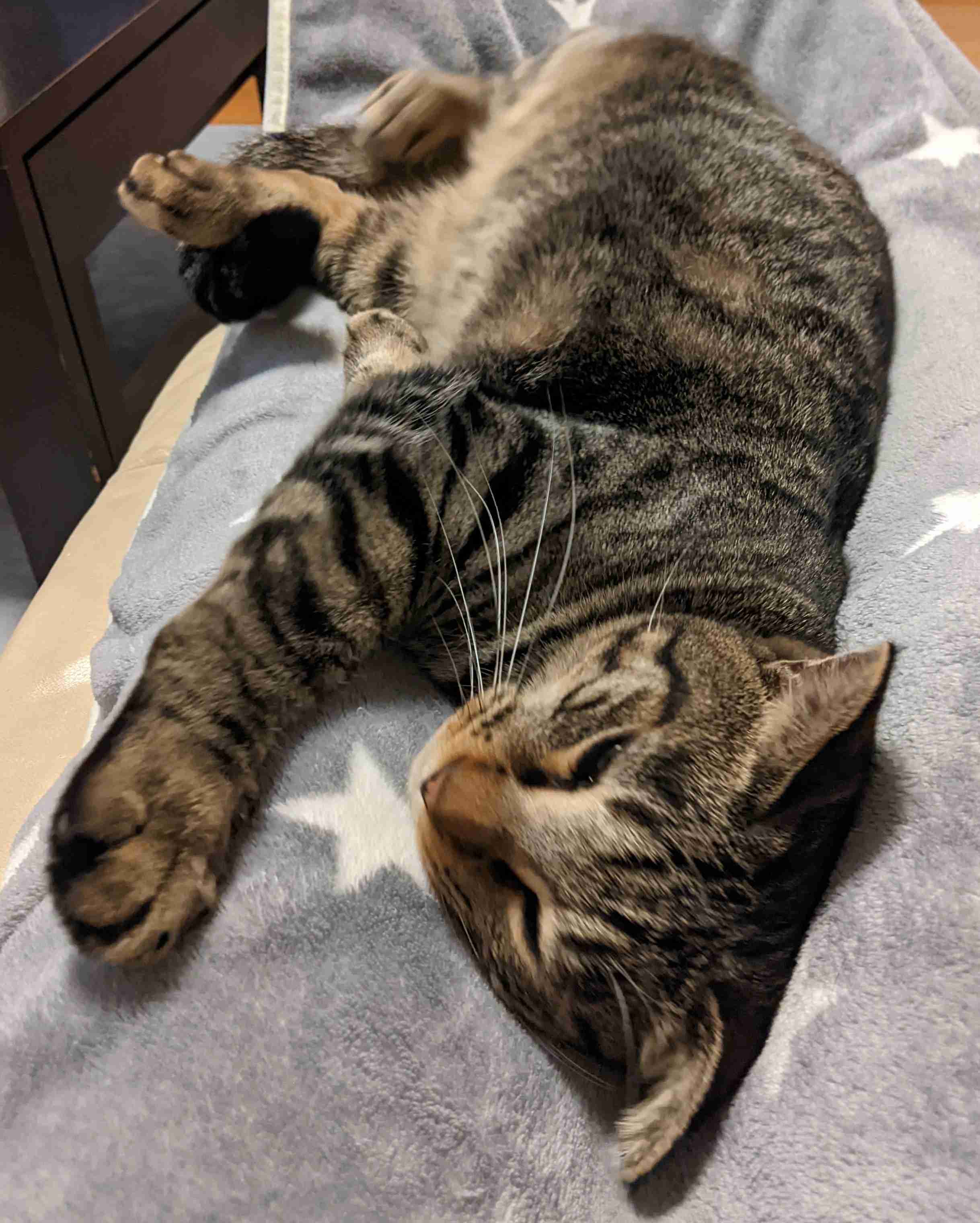 がるちゃん猫カフェ86号店開店しました♫(初めての方も大歓迎♫)