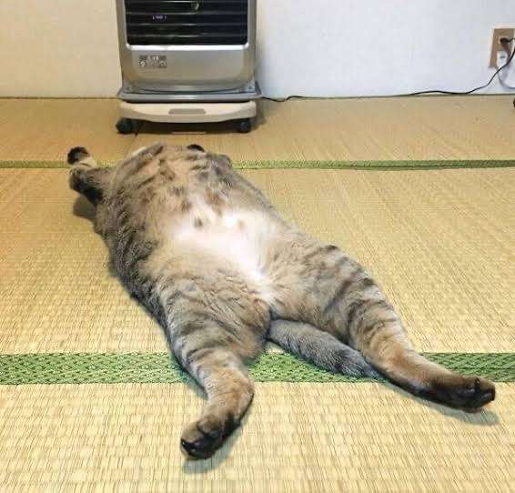 がるちゃん猫カフェ86号店開店しました♫(初めての方も大歓迎♫)