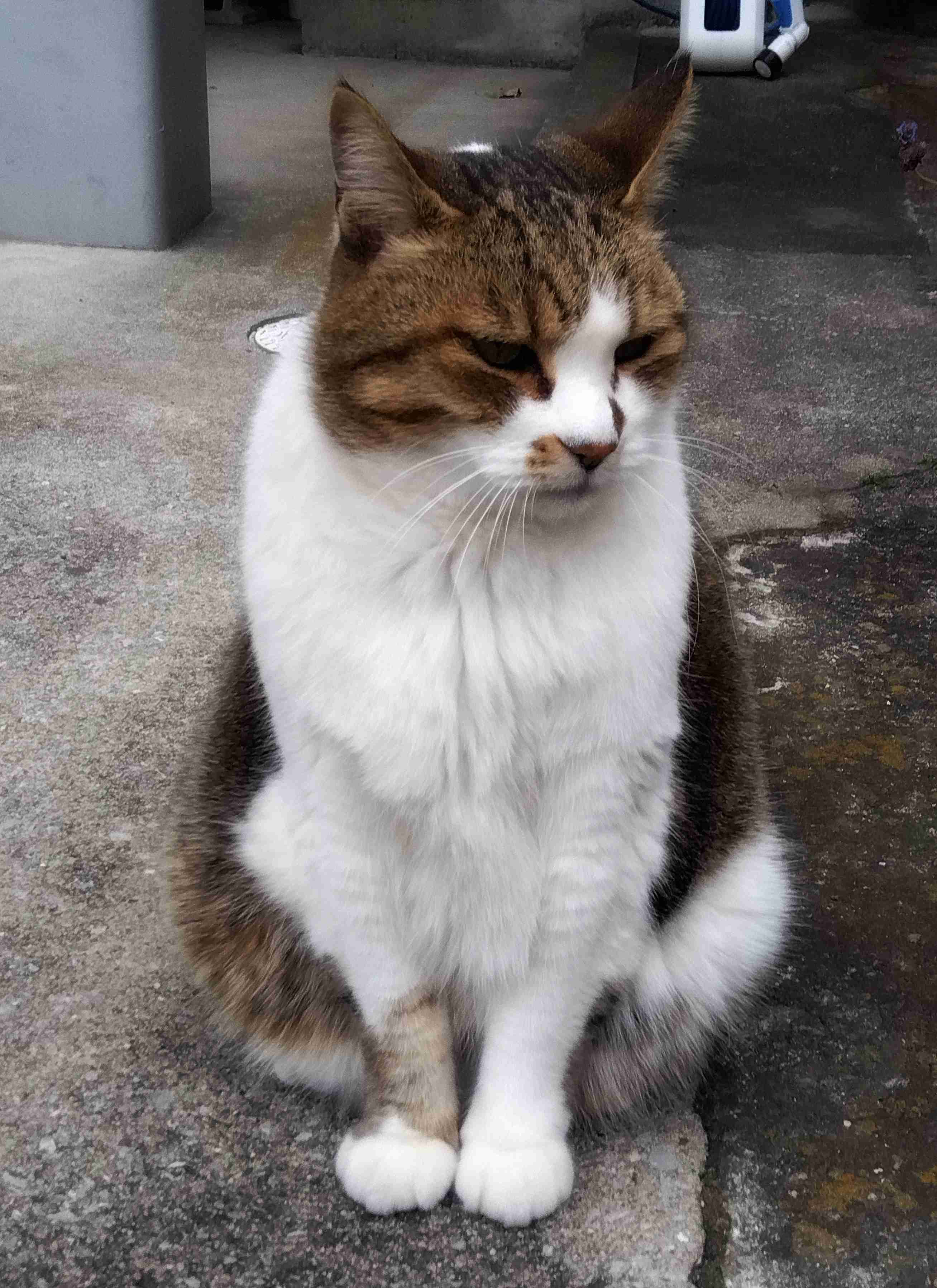 がるちゃん猫カフェ86号店開店しました♫(初めての方も大歓迎♫)