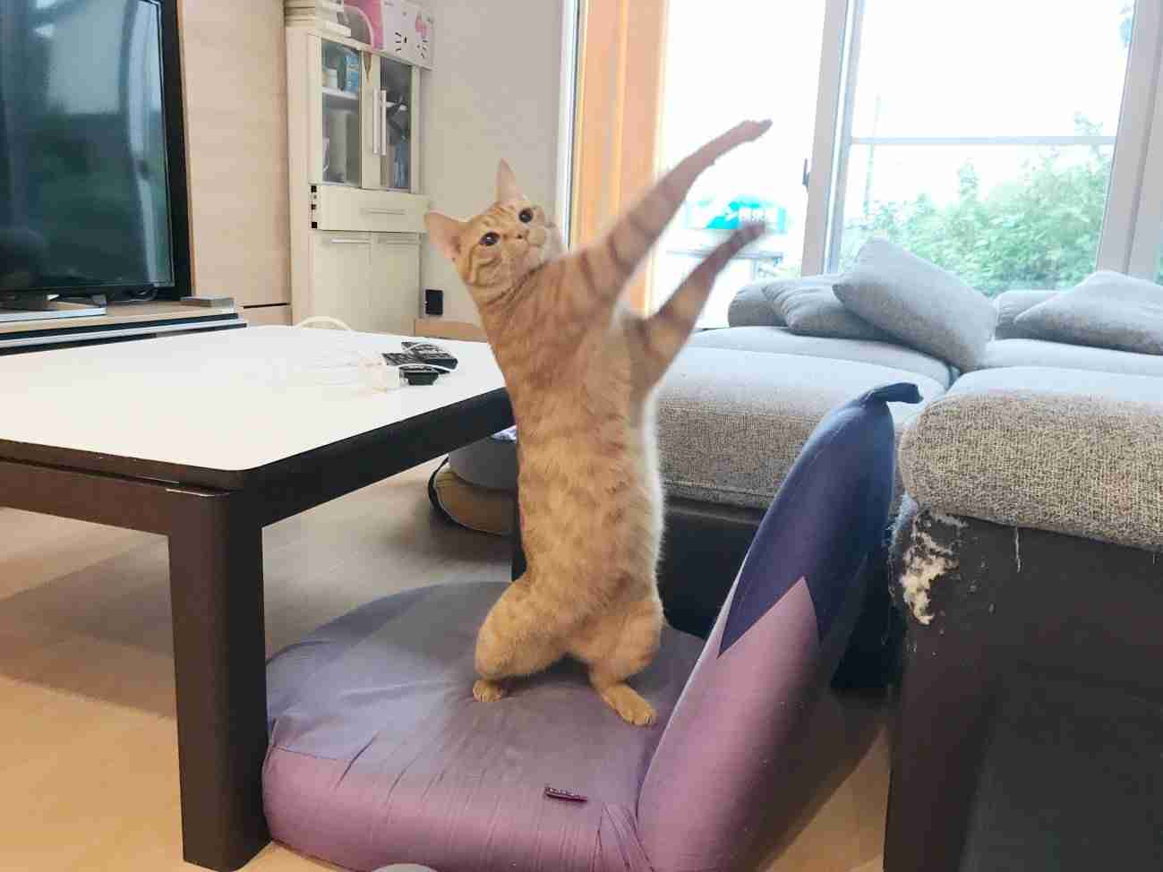 がるちゃん猫カフェ86号店開店しました♫(初めての方も大歓迎♫)