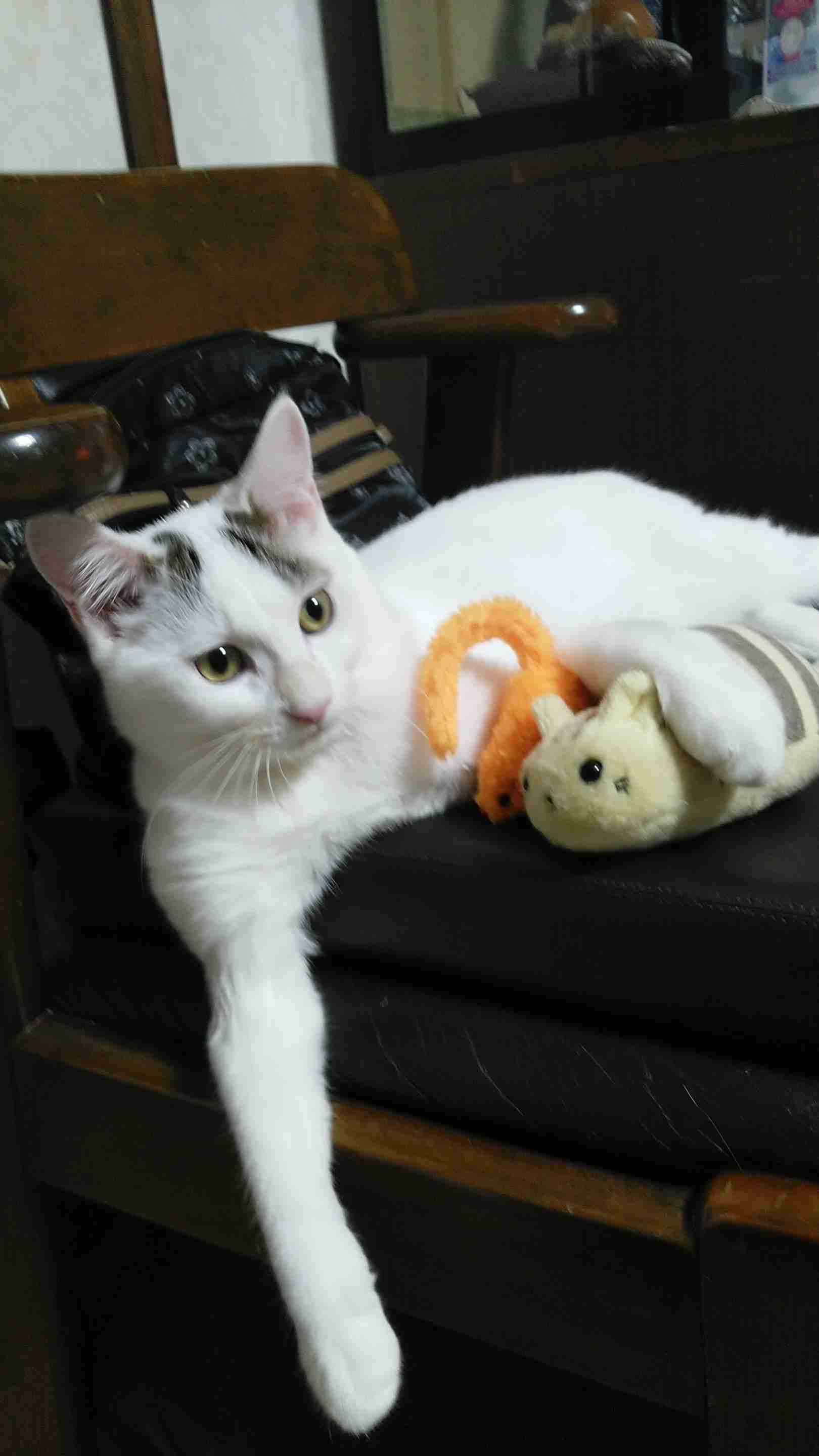 がるちゃん猫カフェ86号店開店しました♫(初めての方も大歓迎♫)