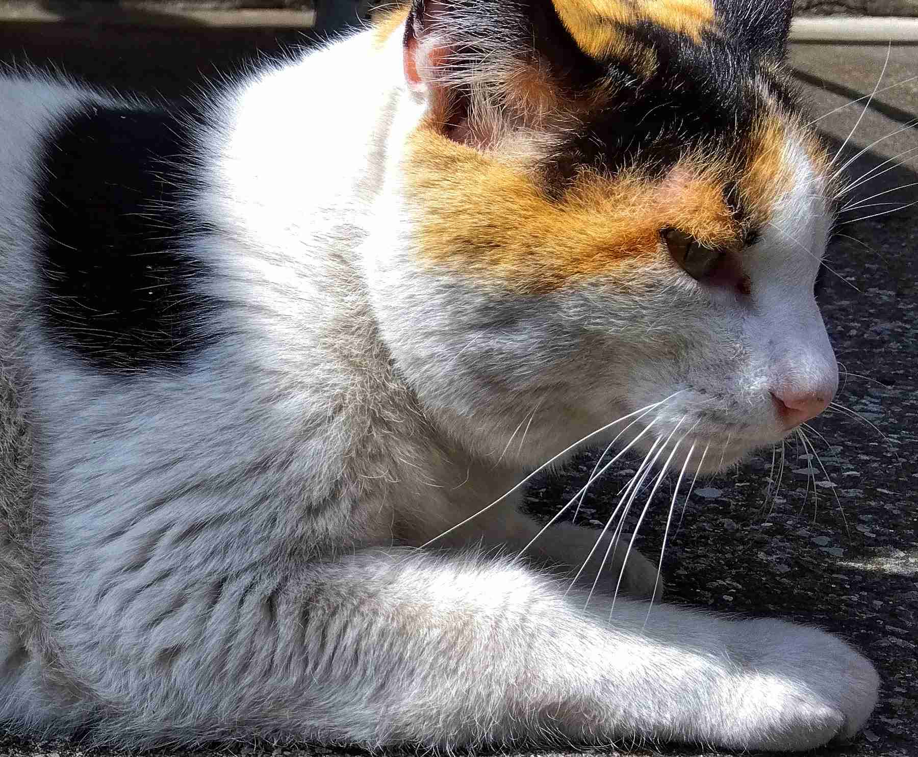 がるちゃん猫カフェ86号店開店しました♫(初めての方も大歓迎♫)
