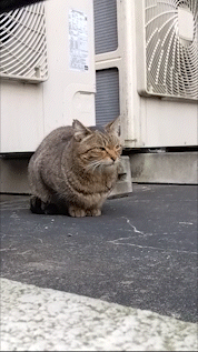 がるちゃん猫カフェ86号店開店しました♫(初めての方も大歓迎♫)