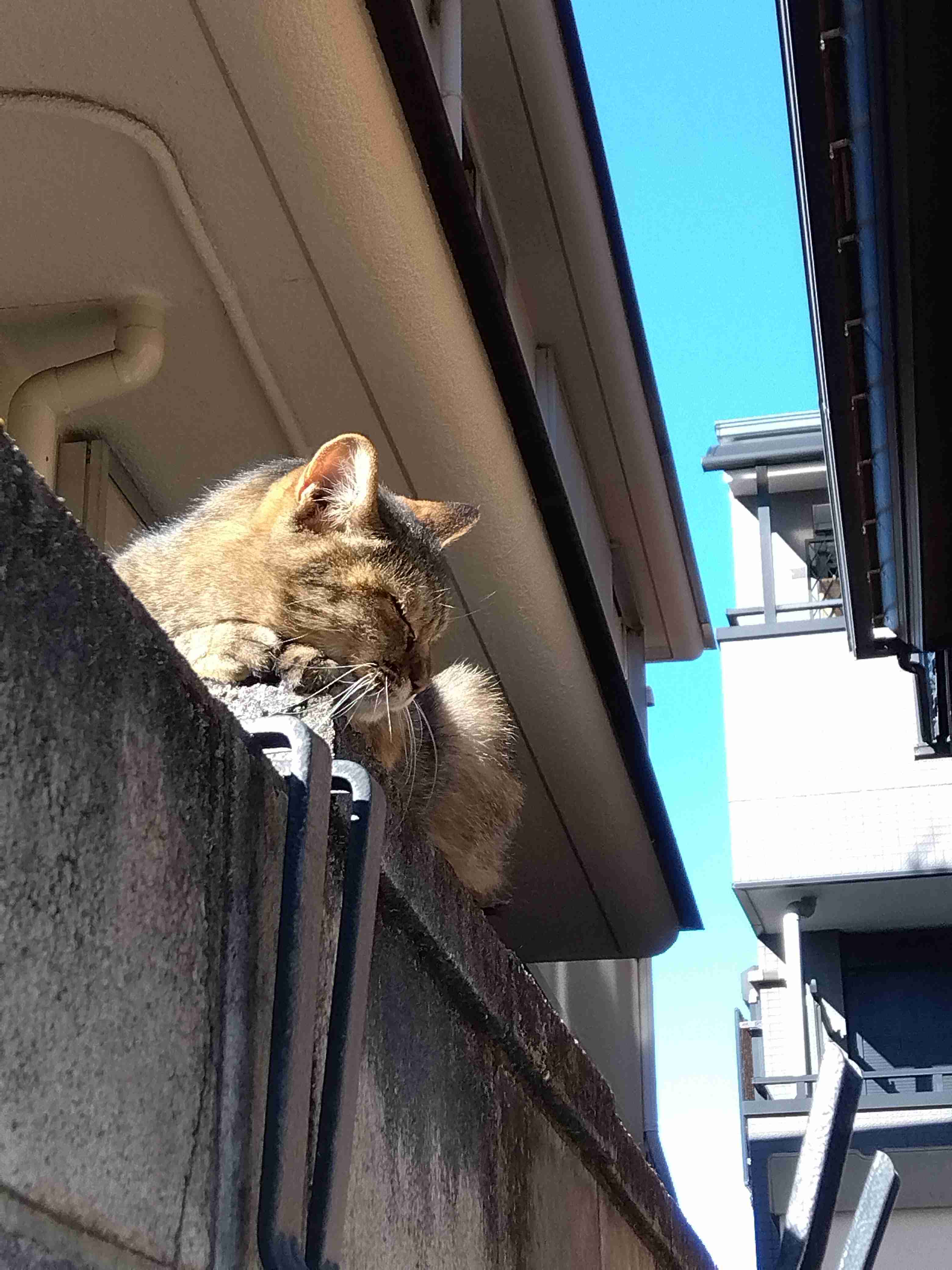 がるちゃん猫カフェ86号店開店しました♫(初めての方も大歓迎♫)