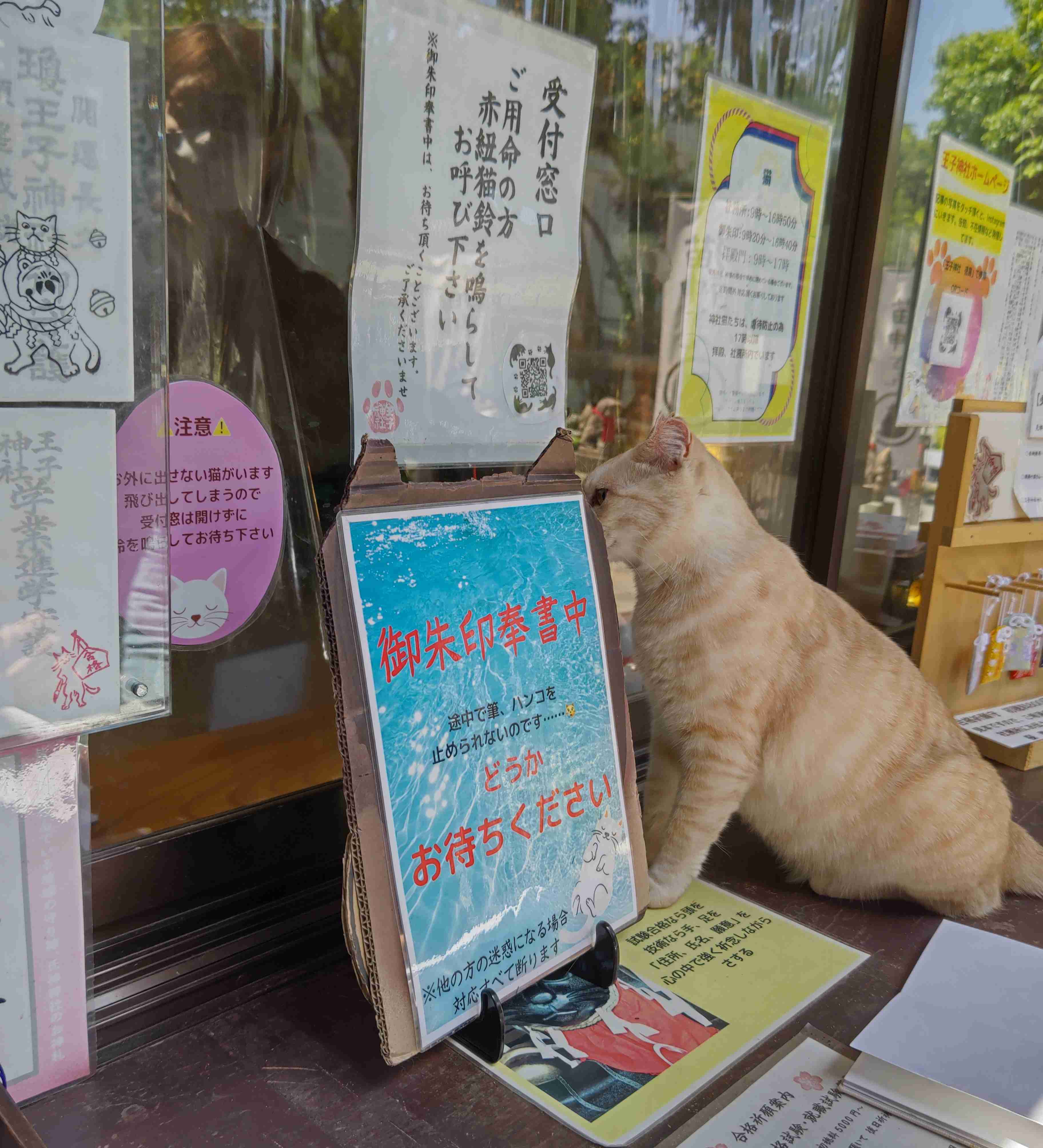 がるちゃん猫カフェ86号店開店しました♫(初めての方も大歓迎♫)