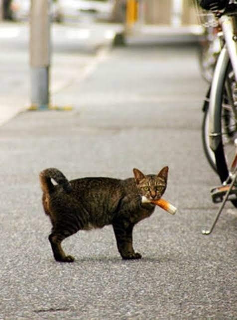 がるちゃん猫カフェ86号店開店しました♫(初めての方も大歓迎♫)
