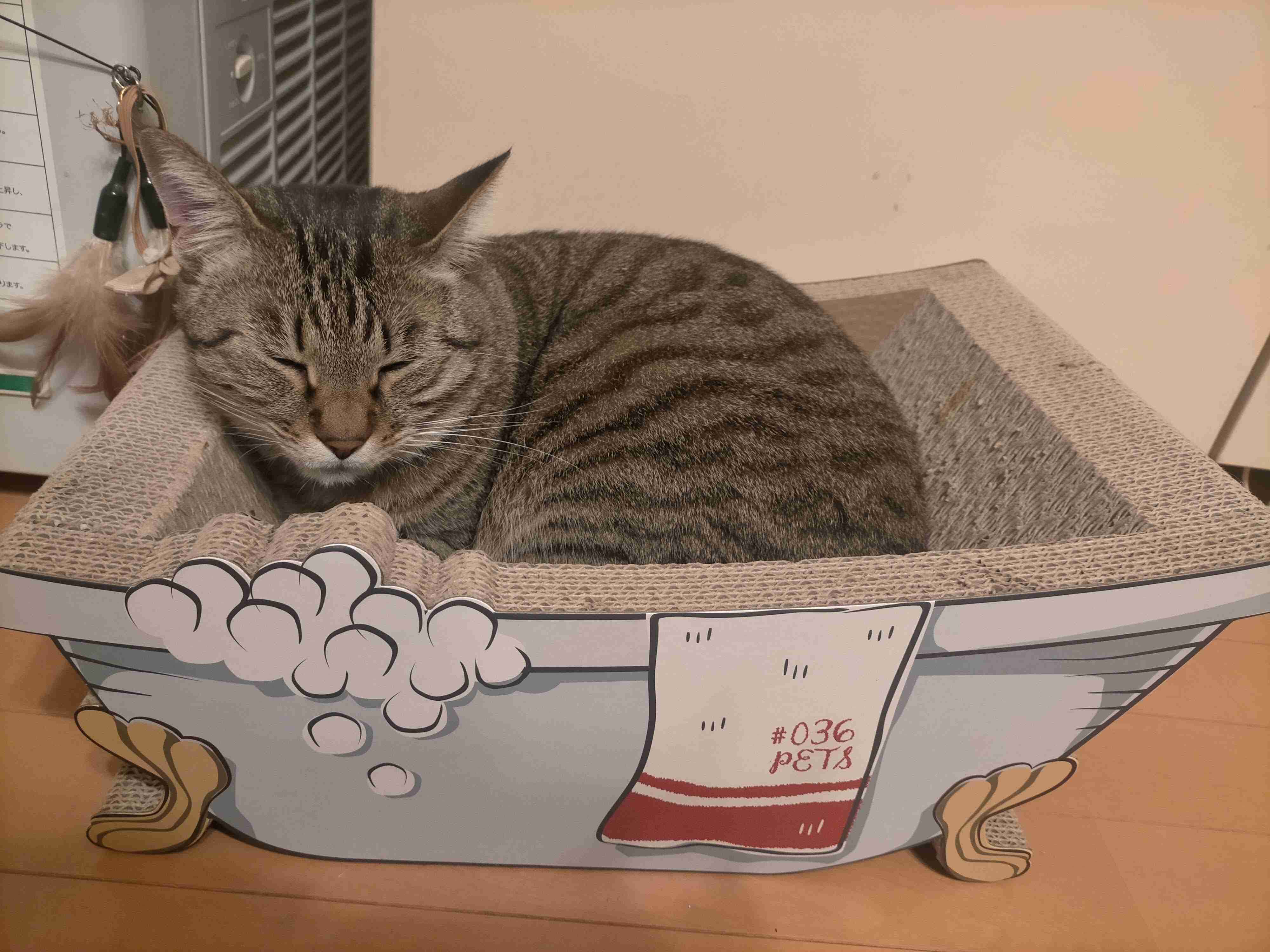 がるちゃん猫カフェ86号店開店しました♫(初めての方も大歓迎♫)