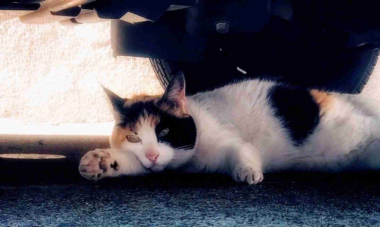 がるちゃん猫カフェ86号店開店しました♫(初めての方も大歓迎♫)