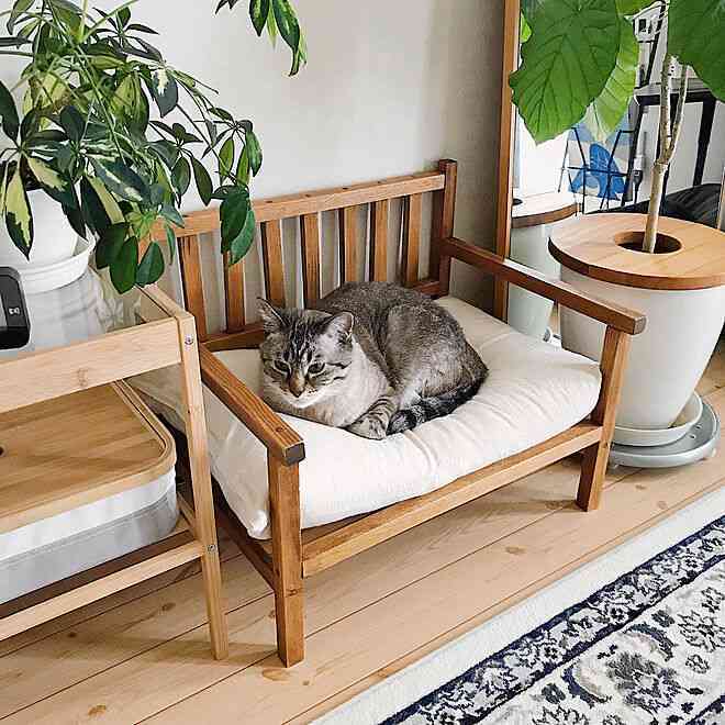 がるちゃん猫カフェ86号店開店しました♫(初めての方も大歓迎♫)