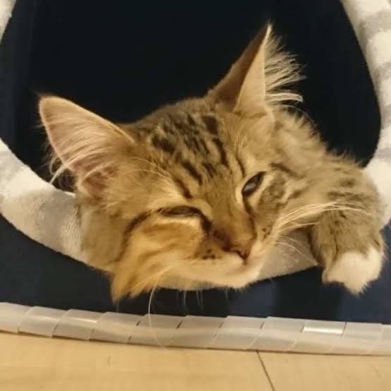 がるちゃん猫カフェ86号店開店しました♫(初めての方も大歓迎♫)