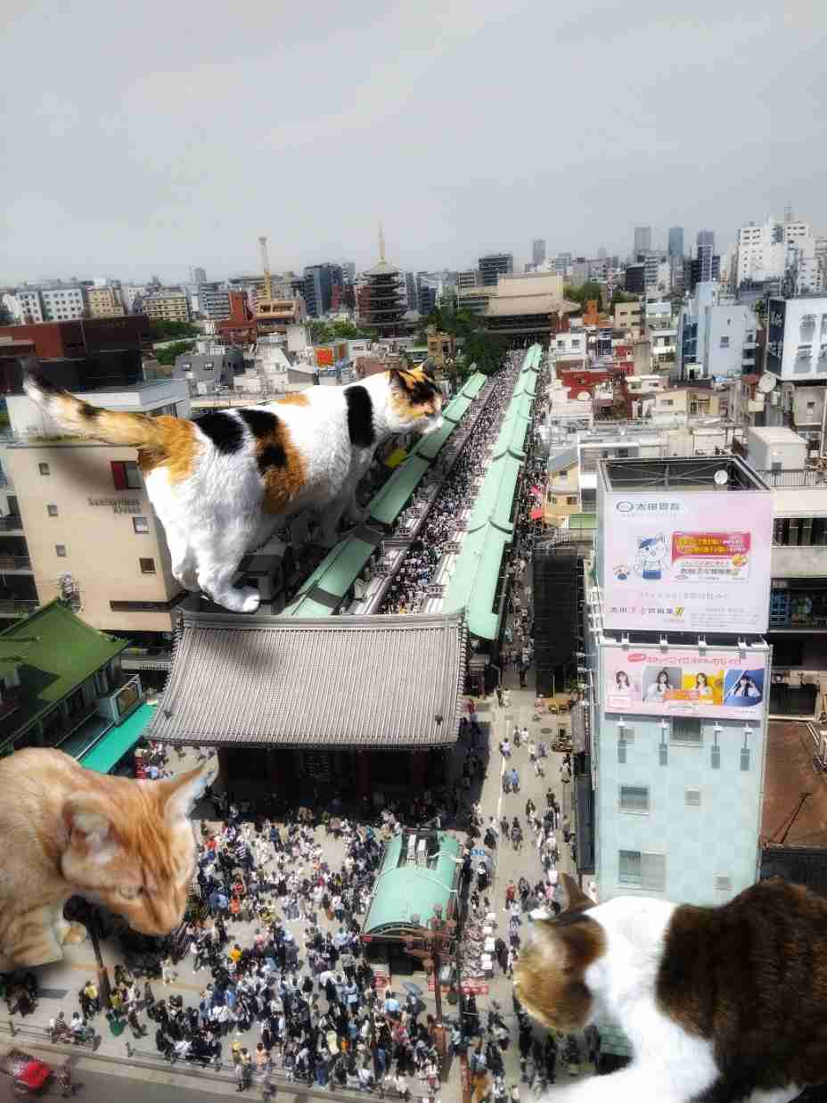 がるちゃん猫カフェ86号店開店しました♫(初めての方も大歓迎♫)