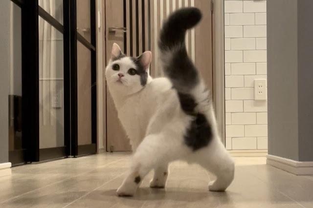 がるちゃん猫カフェ86号店開店しました♫(初めての方も大歓迎♫)