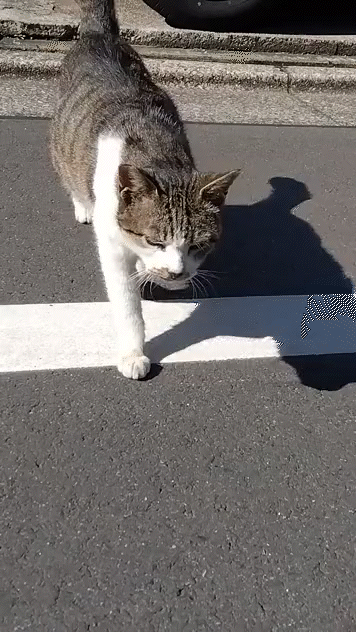 がるちゃん猫カフェ86号店開店しました♫(初めての方も大歓迎♫)