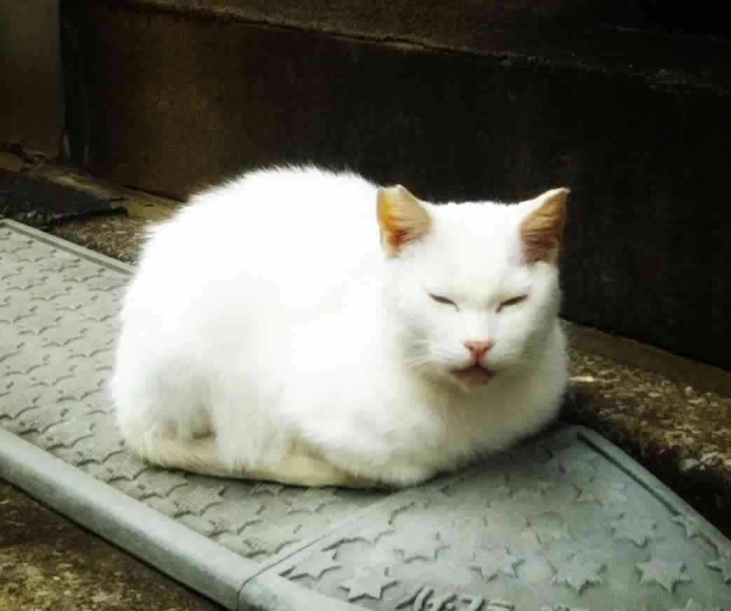 がるちゃん猫カフェ86号店開店しました♫(初めての方も大歓迎♫)