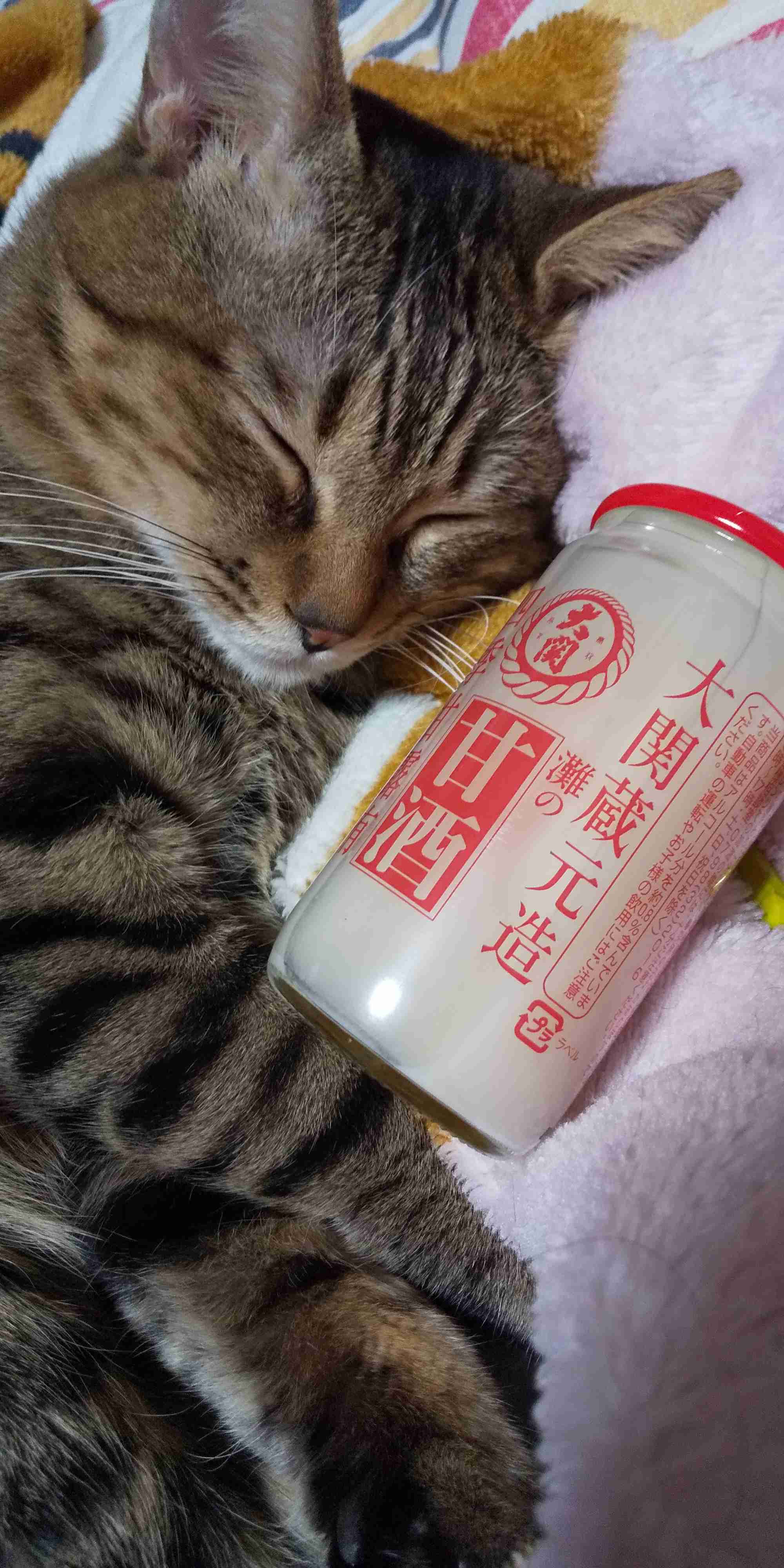 がるちゃん猫カフェ86号店開店しました♫(初めての方も大歓迎♫)