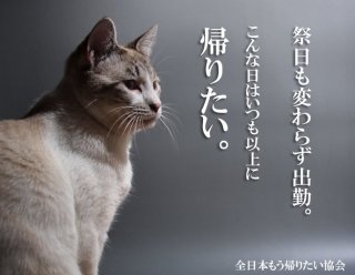 がるちゃん猫カフェ86号店開店しました♫(初めての方も大歓迎♫)