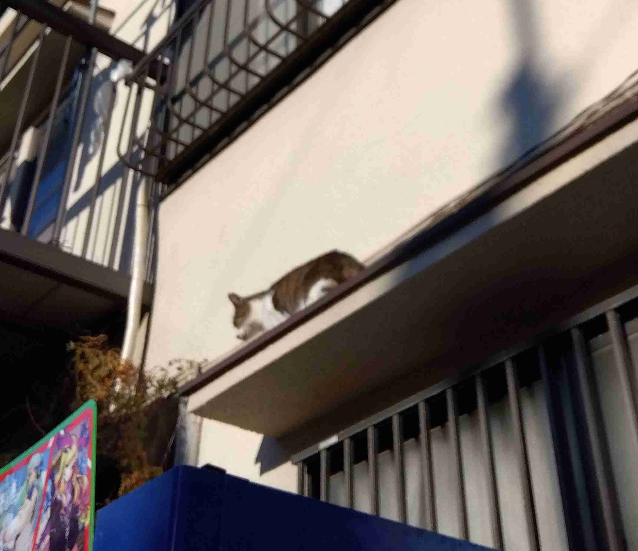 がるちゃん猫カフェ86号店開店しました♫(初めての方も大歓迎♫)
