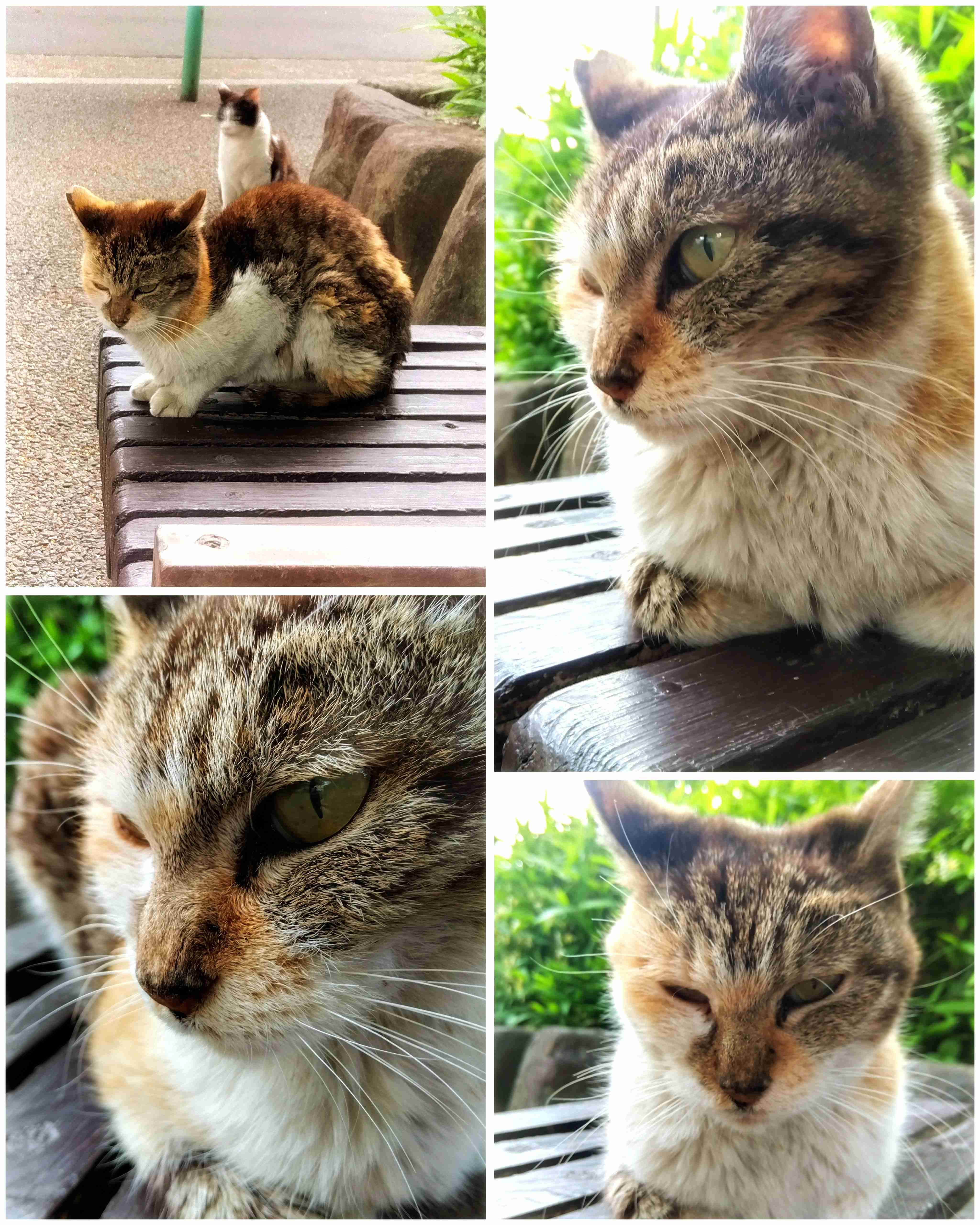 がるちゃん猫カフェ86号店開店しました♫(初めての方も大歓迎♫)