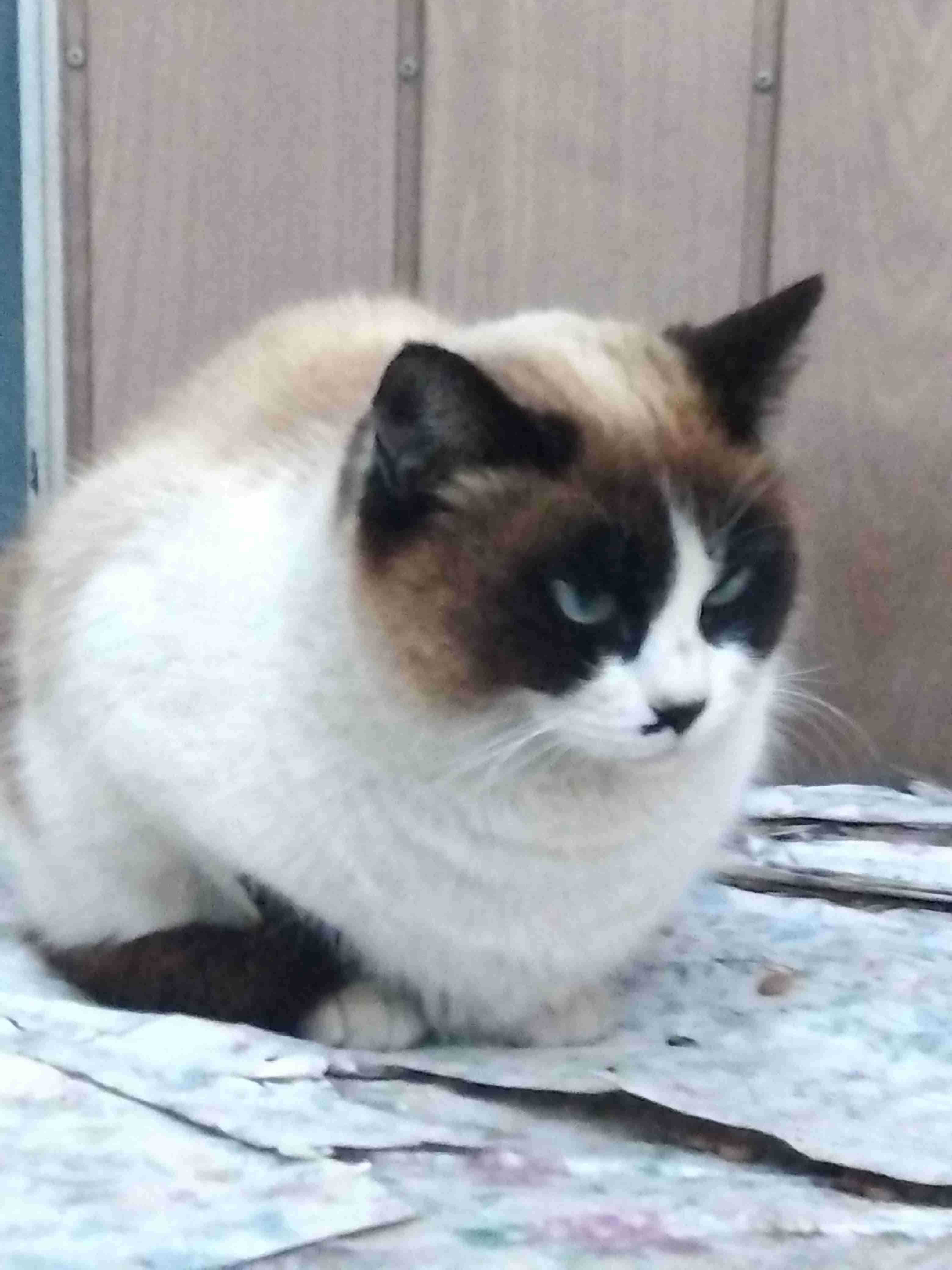 がるちゃん猫カフェ86号店開店しました♫(初めての方も大歓迎♫)