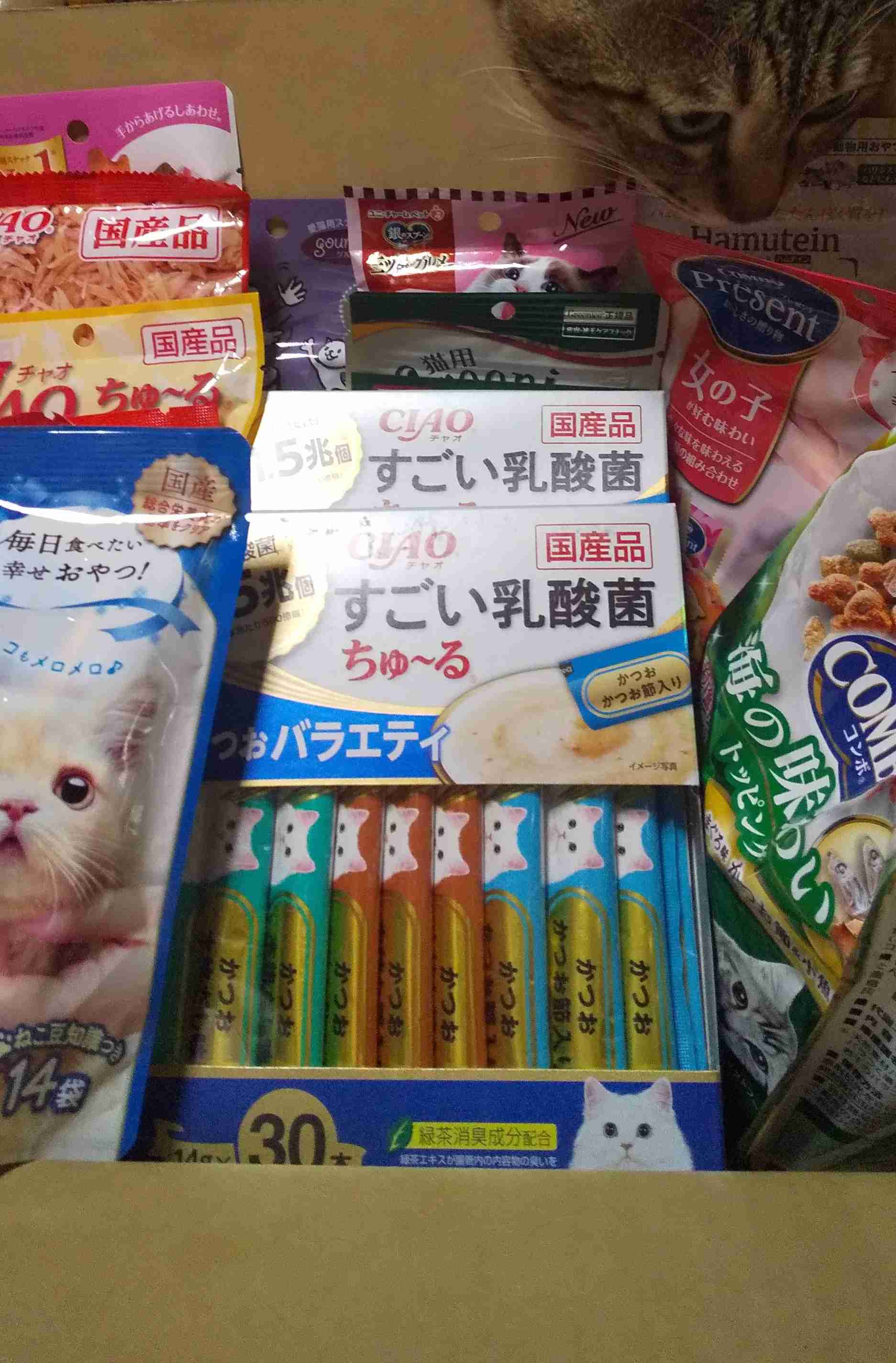 がるちゃん猫カフェ86号店開店しました♫(初めての方も大歓迎♫)