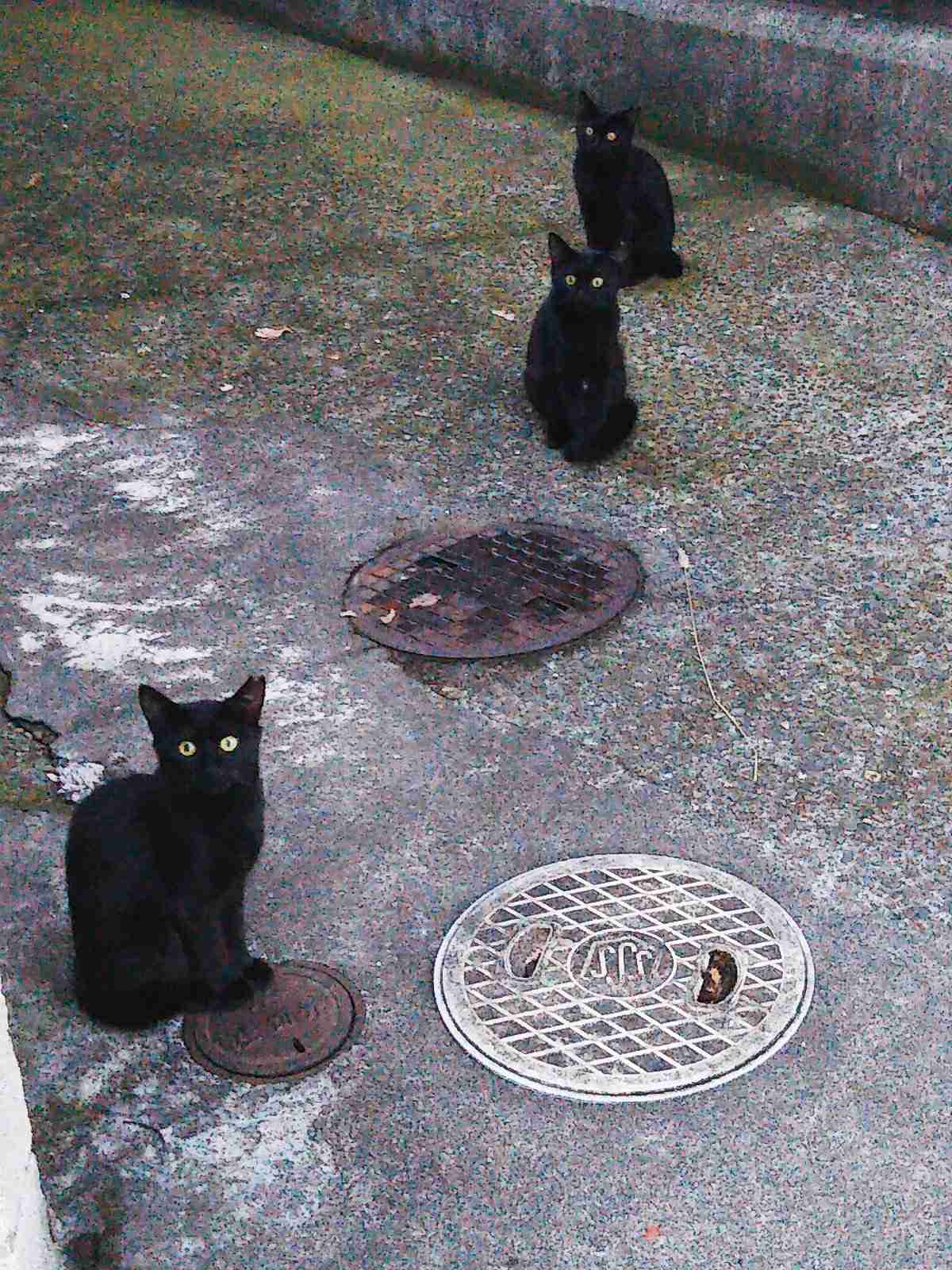 がるちゃん猫カフェ86号店開店しました♫(初めての方も大歓迎♫)