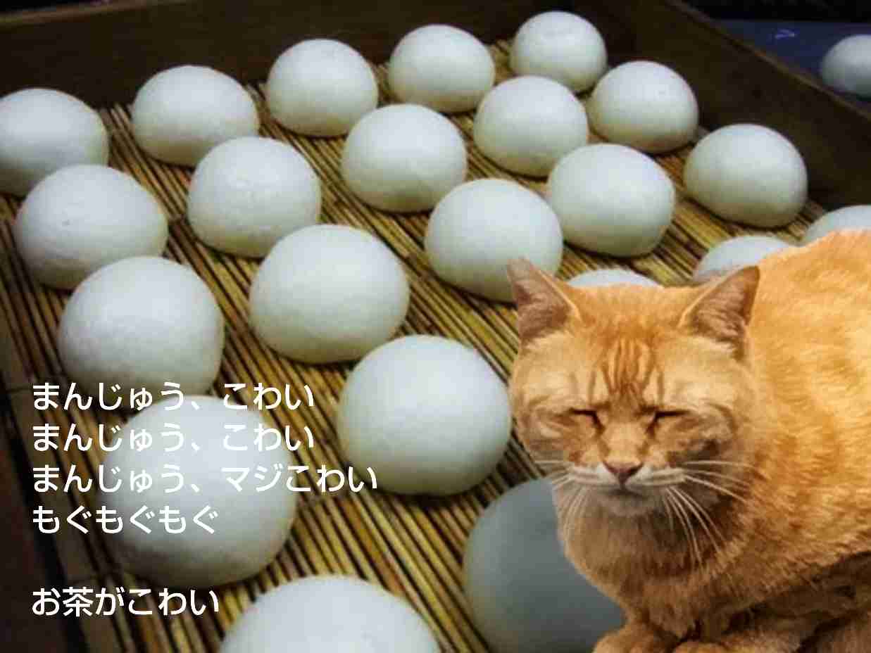 がるちゃん猫カフェ86号店開店しました♫(初めての方も大歓迎♫)