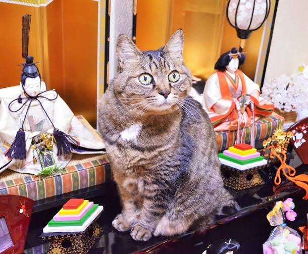 怪奇現象の原因はねこ!?　仏壇の水を飲む姿に4.6万人爆笑　「うちもやります」