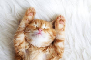 バンザイ寝の人