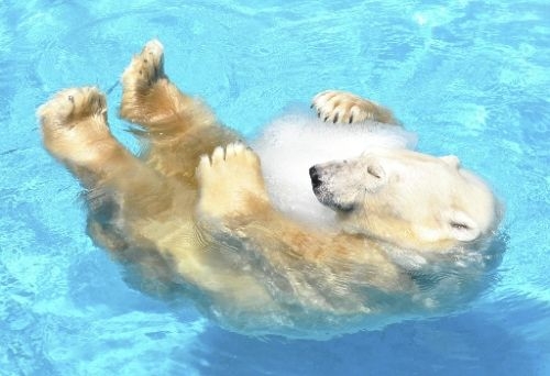 今の時期のペットのエアコン事情