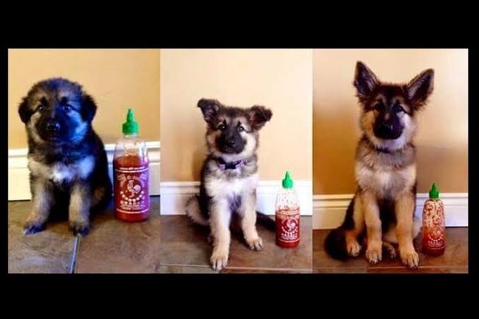 【画像トピ】昔と同じ構図で撮った写真Part3