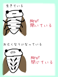 玄関前にセミが仰向けで寝転んでたときの対処法