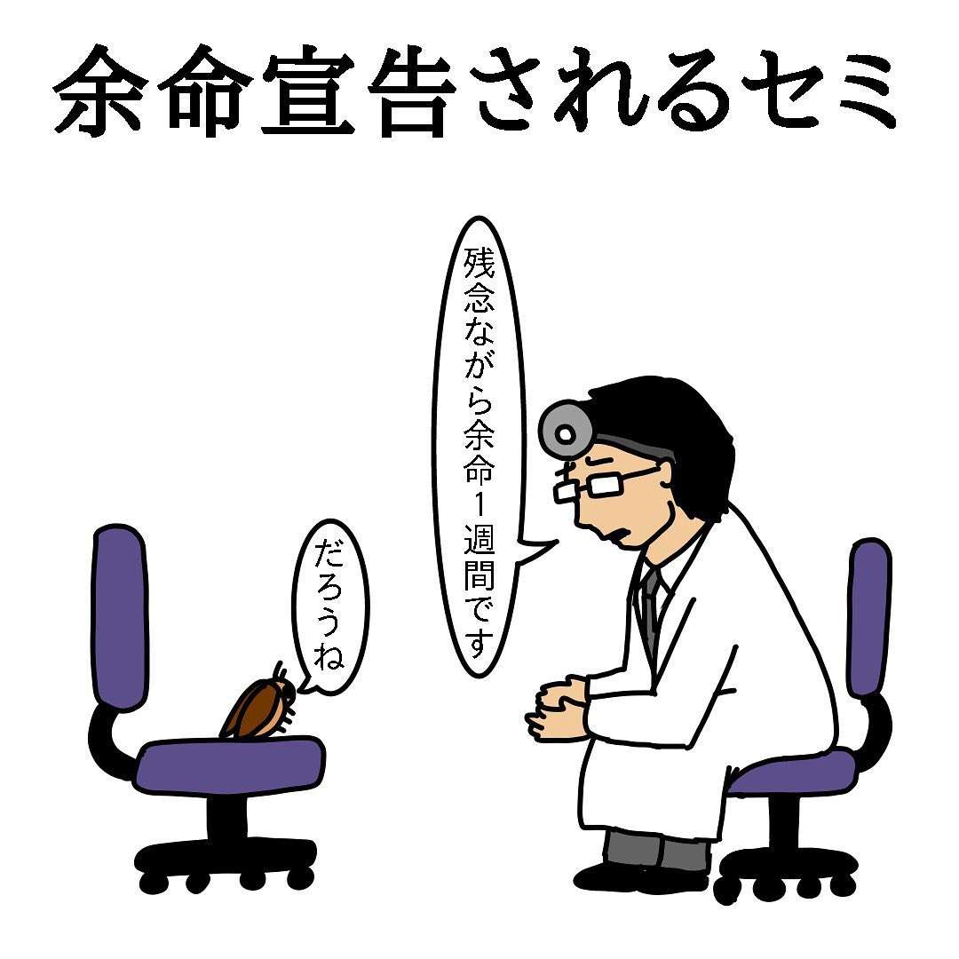 玄関前にセミが仰向けで寝転んでたときの対処法