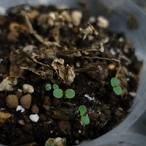 【ガーデニング】ガルちゃん園芸部【花・植物】part.24
