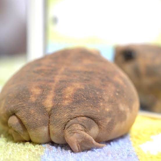 「何でもアリ」神奈川・中年男性を刺した28歳パパ活女子・伊藤りの容疑者のSNS売春の実態と裏アカに投稿していた“盛り”写真　　