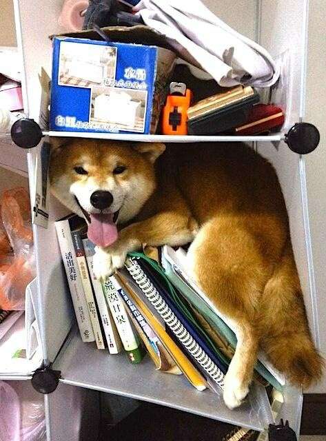【画像】笑える画像