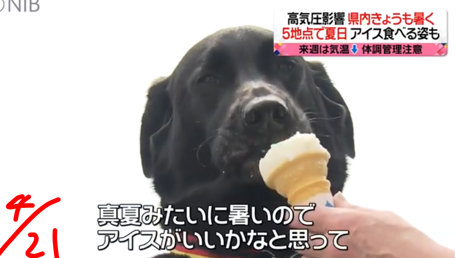 【画像】笑える画像