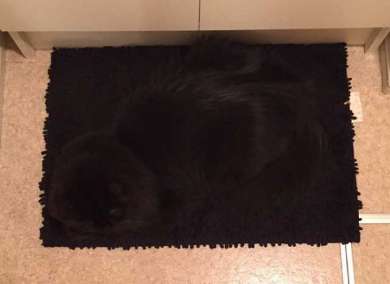 黒猫の擬態