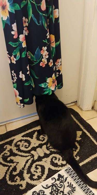 黒猫の擬態